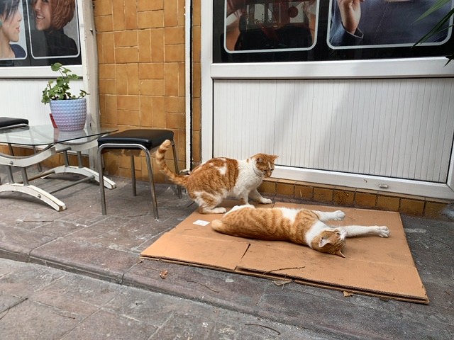 はＨＩＳの「【フォト機能付】猫の街イスタンブールで猫・猫・猫だらけツアー♪」